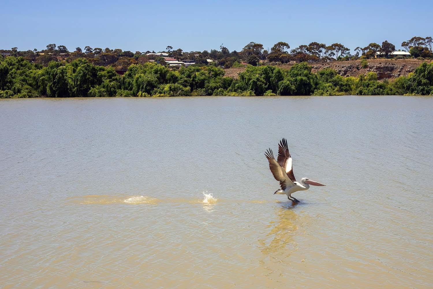 Bridgeport Hotel Murray Bridge Eksteriør billede